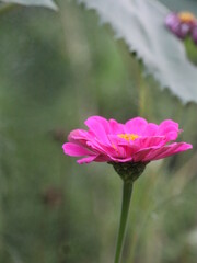 Side view zinnia