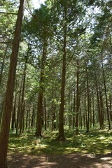 新緑の季節　大自然の中で森林浴