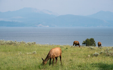 Wild deers in Yellowstone National park