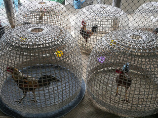 chicken in bamboo chicken coop at farm. © Chanonnat