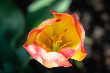 red and yellow tulip