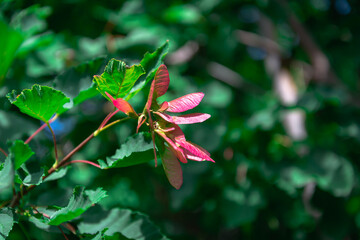 red and green leaves