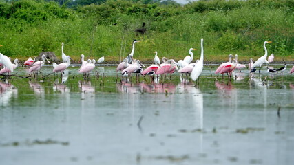 Flock of roseate spoonbills (Platalea ajaja) and other birds wading in shallow water at La Segua Wetlands in Manabi, Ecuador
