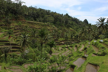 rice terraces island