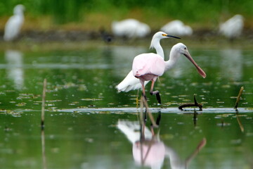 Roseate spoonbill (Platalea ajaja) and Snowy egret (Egretta thula) wading in shallow water at La Segua Wetlands in Manabi, Ecuador
