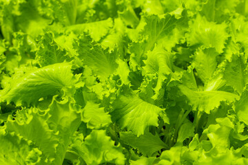 Close Up of green lettuce leaves