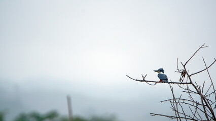 Ringed kingfisher (Megaceryle torquata) perched on a branch at La Segua Wetlands in Manabi, Ecuador