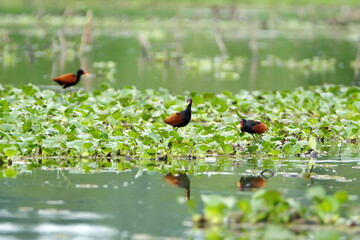 Wattled jacanas (Jacana jacana) wading in the marsh at La Segua Wetlands in Manabi, Ecuador