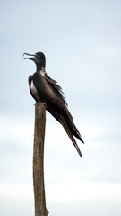 Magnificent frigatebird (Fregata magnificens) perched on a post at La Segua Wetlands in Manabi, Ecuador