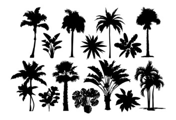 Palm trees, tropical trees. Isolated black and white illustrations