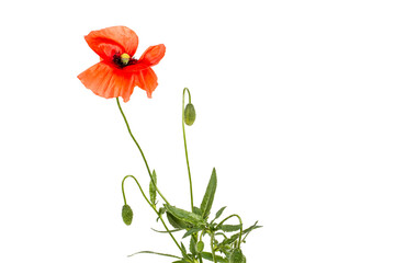 Poppy flower with stem and leaves on a white background.