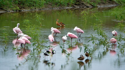 Flock of roseate spoonbills (Platalea ajaja) wading in shallow water at La Segua Wetlands in Manabi, Ecuador