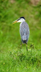 Cocoi heron (Ardea cocoi) perched in the bushes at La Segua Wetlands in Manabi, Ecuador
