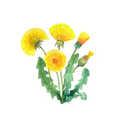 Dandelion bouquet isolated element on white background