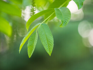 Branch with fresh green leaves of Juglans mandshurica, Manchurian walnut.
