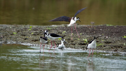 Black-necked stilts (Himantopus mexicanus) performing a mating performance at La Segua Wetlands in Manabi, Ecuador