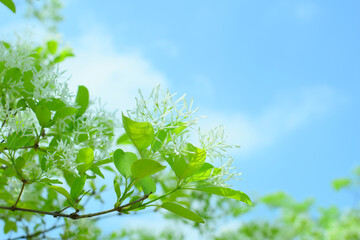 하늘과 꽃이 핀 나무