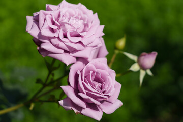 violet rose bush