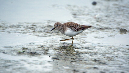 Semipalmated sandpiper (Calidris pusilla) wading in a mud flat at La Segua Wetlands in Manabi, Ecuador