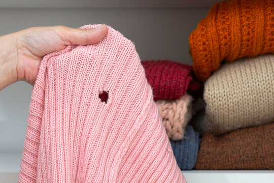 Cropped woman hand holding woolen knitted cloth with hole eaten by moth over wardrobe with stacks cloth on shelf