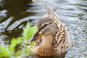 wild ducks on the lake near danube river in Germany
