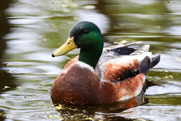 wild ducks on the lake near danube river in Germany
