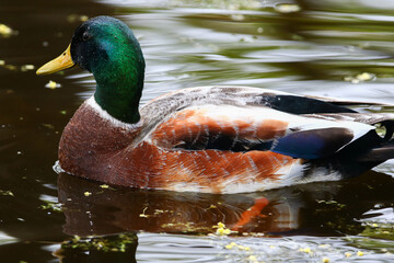 wild ducks on the lake near danube river in Germany
