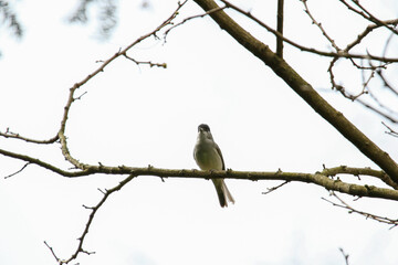 A male Blackcap bird(Sylvia atricapilla) sitting on the branch in spring.