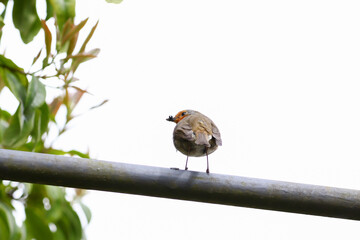 robin bird sitting on a meatal bar in the park