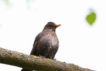 a common blackbird (Turdus merula) sitting on a tree branch