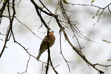Common chaffinch sits on a tree. Beautiful songbird Common chaffinch in wildlife. The common chaffinch or simply the chaffinch, latin name Fringilla coelebs.