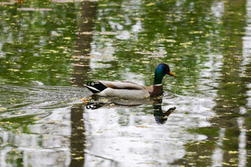 wild ducks on the lake near danube river in Germany