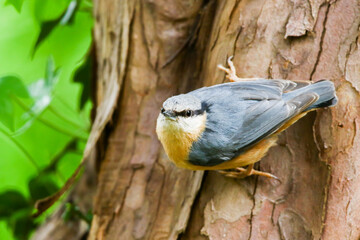 The Eurasian nuthatch or wood nuthatch (Sitta europaea) is a small passerine bird with blue back and orange lower part of body and a white head with black mask