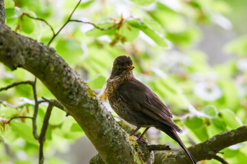 a common blackbird (Turdus merula) sitting on a tree branch