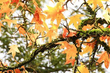Great Tit (Parus major) on autumn tree leaves in the park
