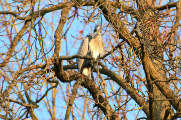 Closeup shot of a Gray Heron sitting on tree branches