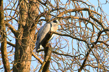 Closeup shot of a Gray Heron sitting on tree branches