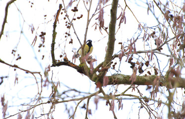 Great Tit (Parus major) on autumn tree leaves in the park