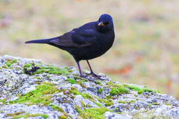 A male blackbird (Turdus merula) looking for food on the ground