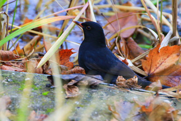 A male blackbird (Turdus merula) looking for food on the ground