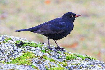 A male blackbird (Turdus merula) looking for food on the ground