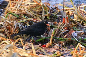 A male blackbird (Turdus merula) looking for food on the ground