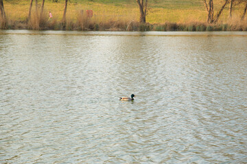 Regensburg, Germany: male Mallard duck in the water near Danube river