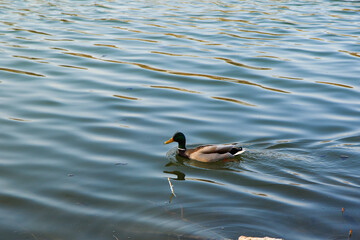 Regensburg, Germany: male Mallard duck in the water near Danube river