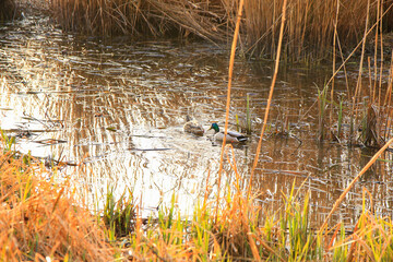 pair of mallards on the water in a swamp in autumn time