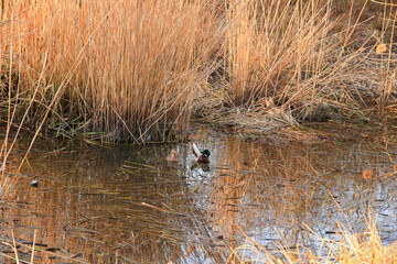 pair of mallards on the water in a swamp in autumn time