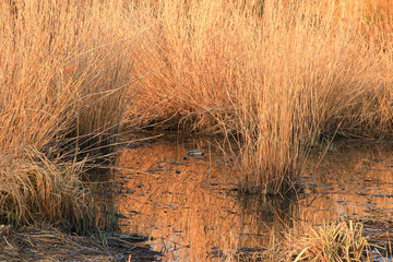 pair of mallards on the water in a swamp in autumn time