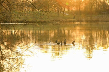 Regensburg, Germany: against the light shot of a coot on the lake at sunset