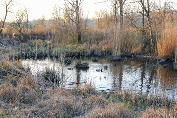 pair of mallards on the water in a swamp in winter time