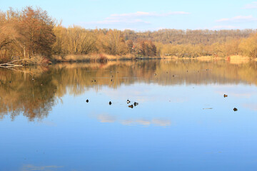 Regensburg, Germany: Tufted ducks floating on a lake near Danube river